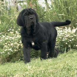Paulina - Black female Neapolitan Mastiff puppy in Canyon, Texas from Mastini Della Forte