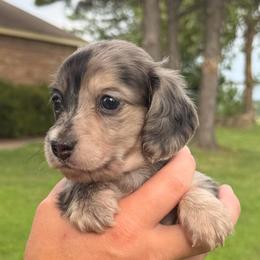 Maxine - Dapple female Dachshund puppy in Ramona, Oklahoma from Schmitt Dachshunds