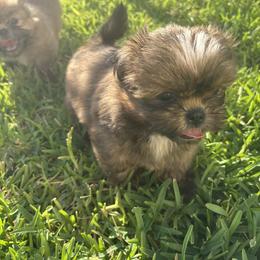 Shih Tzu Puppies from Staci Fidler
