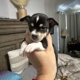 Boy 3 - Black and white male Chihuahua puppy in Lees Summit, Missouri from Divine K9s LLC