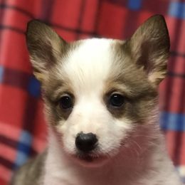 Pembroke Welsh Corgi Puppies from Clover Meadows Golden Retrievers