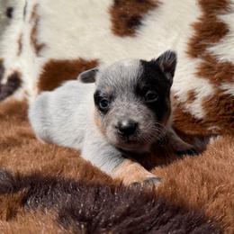Boy 2 - Blue speckled male Australian Cattle Dog puppy in Amesbury, Massachusetts from Fox Hill Farm & K9
