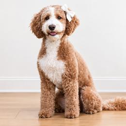 Winnie - Goldendoodle