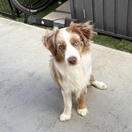 Aslan - Toy Australian Shepherd