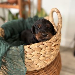 Girl 4 - Phantom female Goldendoodle puppy in Washington, Illinois from Lola Bear Goldendoodles