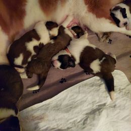 Saint Bernard Puppies from Fizzy Saints