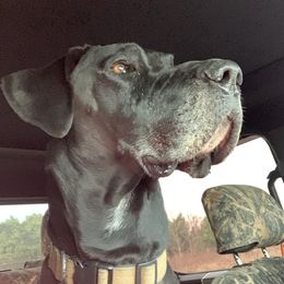 Diesel  - Great Dane