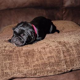 Female 6 - Black female Cane Corso puppy in Jasper, Alabama from C&M Cane Corso