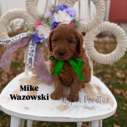 Mike Wazowski - Red  male Goldendoodle puppy in Herriman, Utah from Gypsi Doodles & Poodles LLC.