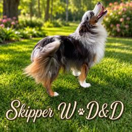 Skipper - Miniature Australian Shepherd