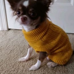 Chihuahuas from Chi Angels