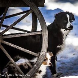 Miniature Australian Shepherd All Grown Up from Tincture of Thyme