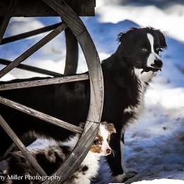 Miniature Australian Shepherd All Grown Up from Tincture of Thyme