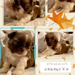 Jeremiah 2000 dollars - Liver and white male Shih Tzu puppy in Cullman, Alabama from Divine Hill Farm
