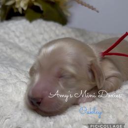 AKC Oakley (Red) - Cream male Dachshund puppy in Jena, Louisiana from Amy’s Mini Doxies