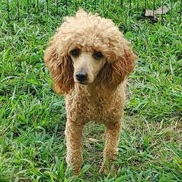 Lady Lyanna - Poodle