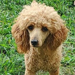 Lady Lyanna - Poodle