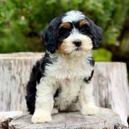 Drizella (Purple Collar) - Tri-color female Bernedoodle puppy in Stanwood, Washington from Butter Cup Pups and Paws