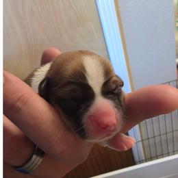 Pistachio - Sable male Pembroke Welsh Corgi puppy in Atascadero, California from California Corgis and Kunes