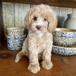 Goldilocks - Caramel ice female Australian Labradoodle puppy in Knoxville, Tennessee from GWagz