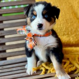 Houston - Black tri-color male Australian Shepherd puppy in Beaverdam, Virginia from Cimmarun Farm Aussies