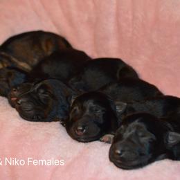Girl 4 - Sable female German Shepherd puppy in Mariana, Florida from Haus M Godwin