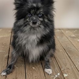Skittles - Pomeranian
