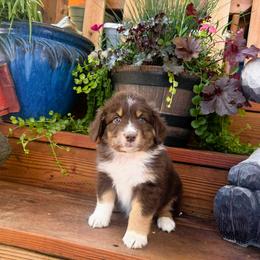 Lariat - Red tri-color female Australian Shepherd puppy in Boise, Idaho from Black Canyon Corral Aussies