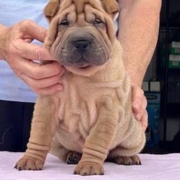 Gordon - Fawn male Chinese Shar-Pei puppy in Basehor, Kansas from Good Fortune Shar Pei