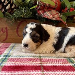 Sister - Black tri-color female Aussiedoodle puppy in Charleston, Arkansas from Lazy S Aussies