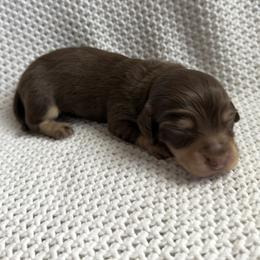 Dachshund Puppies from Morgan Burtenshaw