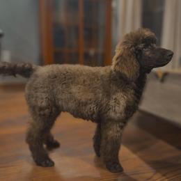 June Bug - Silver-beige  male Poodle puppy in Midwest City, Oklahoma from Strawberry Hill Puppy Patch