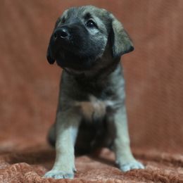 Mekong - Fawn male Anatolian Shepherd Dog puppy in Drop Off To You, Florida from Florida Anatolian Shepherds