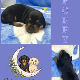 Poppy Black-Tan - Black and tan female Dachshund puppy in Tecumseh, Oklahoma from MoonBerry Miniature Dachshunds