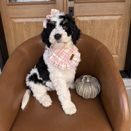 Holly - Black and white female Bernedoodle puppy in Perrysville, Ohio from Pleasant Valley Bernedoodles