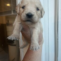 Red - Golden female Golden Retriever puppy in Jesup, Georgia from Painted Platinum Retrievers (Painted Platinum Kennel) PPK