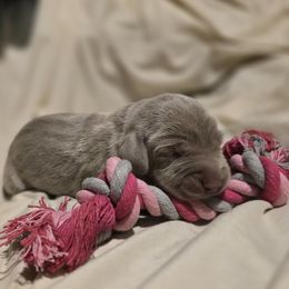 Weimaraner puppies from Waggin' Weims