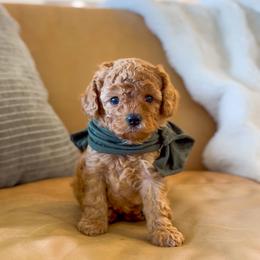 Seven - Red male Cavapoo puppy in Queen Creek, Arizona from Sunny Doodles