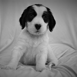 English Springer Spaniel Puppies from South Fork Springers