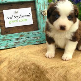 Australian Shepherd Puppies from Black Cow Kennels