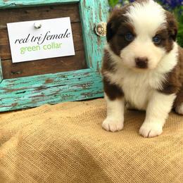 Australian Shepherd Puppies from Black Cow Kennels