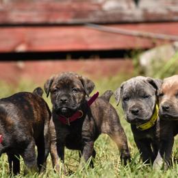 Cane Corso Puppies from Willow Creek Cane Corsos