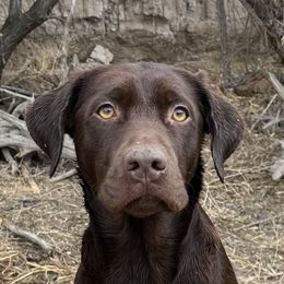 Jessy - Labrador Retriever