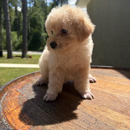 Poodle puppies from Lulus toy poodles