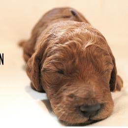 Zion - Red  female Goldendoodle puppy in Payson, Utah from Mountainside Goldendoodle