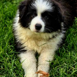 Camden Clover - Black and white female Border Collie puppy in Shushan, New York from Camden Creek Farm
