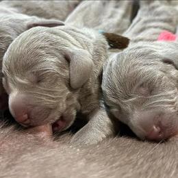 Weimaraner Puppies from Gentle soul Weimaraners
