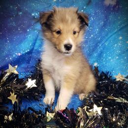 Cindy - Sable and white female Shetland Sheepdog puppy in Moore Haven, Florida from Sheri Harris's Shetland Sheepdogs