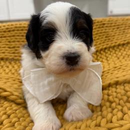 Light blue collar boy - Tri-color male Bernedoodle puppy in Herriman, Utah from Rose Canyon Doodles