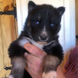 Kona - Agouti and white female Siberian Husky puppy in Thomasville, Georgia from Southern Blues Siberian Huskies